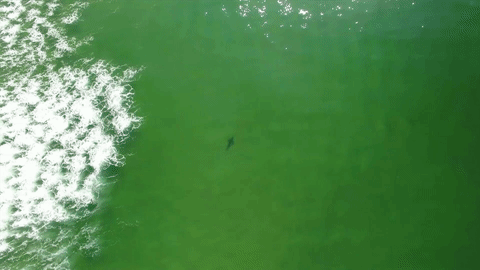 ScoutAerial-shark-detection-nsw ScoutAerial-shark-detection-nsw