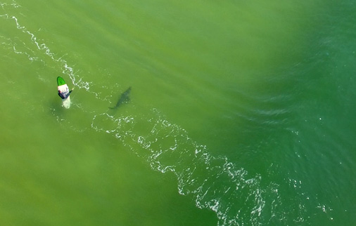 scoutaerial-sharknsw scoutaerial-sharknsw