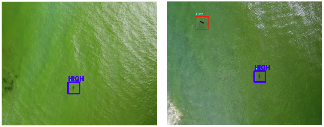Machine Learning for detecting sharks - Scout Aerial Australia