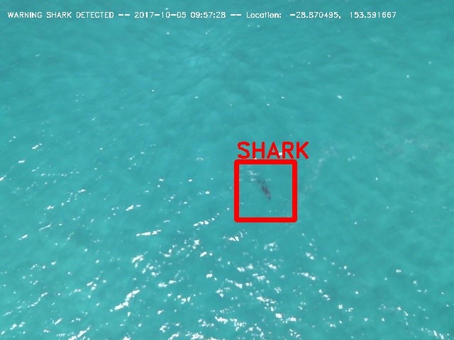 shark_detection_report_detail_1