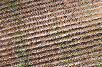 forestry_assess Tree Health Assessment